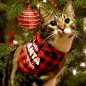 Christmas pet bandana S/M